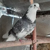 کبوتر...کفتر|پرنده|تهران, دولاب|دیوار