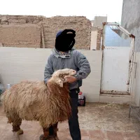 فروش روزانه بره جفتی 130کیلو مغانی تعداد نامحدود