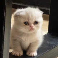 واگذاری گربه اسکاتیش وارداتی|گربه|کرمان, |دیوار