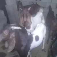 ۲عددچپشت