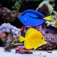 آکواریوم آب‌شور حرفه‌ای با اقساط 6 ماهه