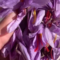 گل زعفران|حراج|تربت جام, مولانا|دیوار