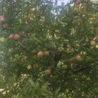 خریدار باغ کوچک سیب