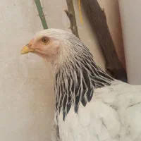 جفت مرغ و خروس برهما اصل مفت|حیوانات مزرعه|مشهد, میعاد (شهرک غرب)|دیوار