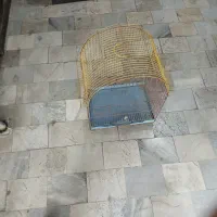 قفس کاملا سالم