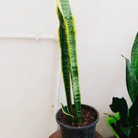 فروش گل های زیبای خانگی|گل و گیاه طبیعی|سرپل ذهاب, |دیوار