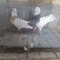 پرنده|پرنده|مبارکه, |دیوار