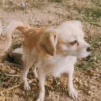 سگ ۶ ماهه|سگ|پاکدشت, پاکدشت (مامازند)|دیوار