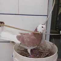 کفتر شازده یا قره سرخ