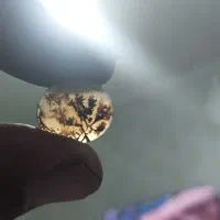 شجر قائن