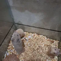 همستر بازیگوش|موش و خرگوش|شیراز, حومه شیراز|دیوار