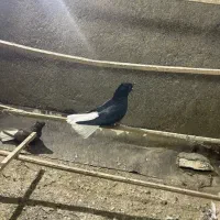 نرماده دمسفید