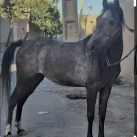 اسب نر سالم قوی رنگ سوز کبوتری.اهل نمادار