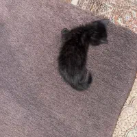 گربه|گربه|ساری, |دیوار