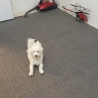 شیتنزو تریر آرام و ساکت