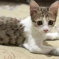 گربه