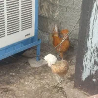 فروش مرغ و خروس معاوضه با پرنده دیگر|پرنده|فولادشهر, B2|دیوار