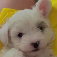 توله سگ مالتیز