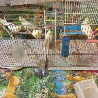 عروس پاریس هلندی|پرنده|اهواز, فتح|دیوار