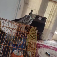 عرس هلندی ماده|پرنده|دره شهر, |دیوار