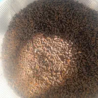 بذره لوبیا سبز|گل و گیاه طبیعی|سجاس رود, |دیوار