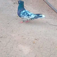 کله سیاه به شرط همه چی باکله سرخ