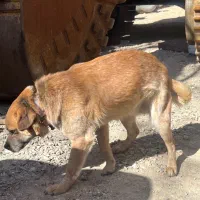 سگ سرابی فذوشی