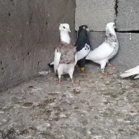 کبوتر|پرنده|شوشتر, |دیوار