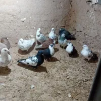 ی چخ کفتر بوم