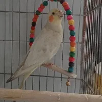 عروس گمشده