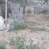 سگ سرابی یک ساله