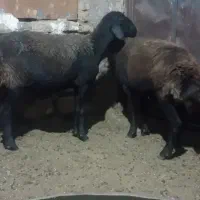 میش افشاری ابستن