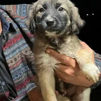 واگذاری رایگان سگ|سگ|رشت, حومه رشت|دیوار