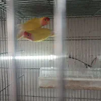 کوتوله برزیلی