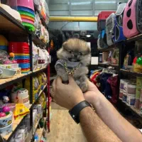 مجموعه توله های فانتزی|سگ|شیراز, صنایع الکترونیک|دیوار