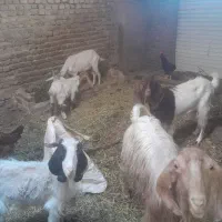 بز بزغاله