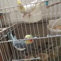 عروس هلندی|پرنده|خسروشاه, |دیوار