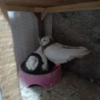 کفتر طوقی|پرنده|مشهد, نیزه|دیوار