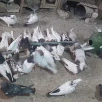 کبوتر رنگی|پرنده|قم, کاسه گران|دیوار