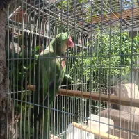 شاه طوطی سخنگو