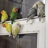 طوطی برزیلی|پرنده|لنجان, |دیوار