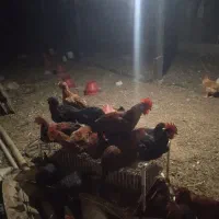 مرغ و خروس