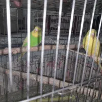 مرغ عشق دونه ۱۲۰|پرنده|قزوین, |دیوار