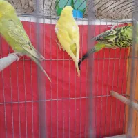 مرغ عشق|پرنده|شیراز, کوشک میدان|دیوار