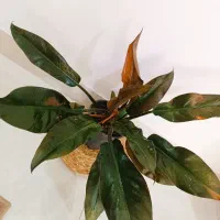 بابا آدم|گل و گیاه طبیعی|ارومیه, |دیوار