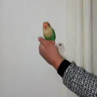 یک عدد کوتوله