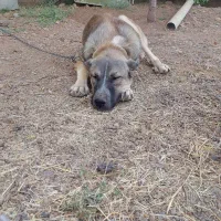 سگ پژدر|سگ|کرمانشاه, |دیوار