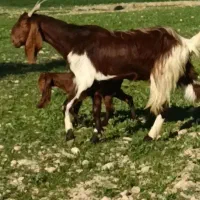 گله سی منطقه سرحدایخم