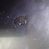 خاک طلا|جواهرات|قم, مسجد امام حسن|دیوار