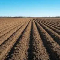 زمین کشاورزی اجاره داده می‌شود